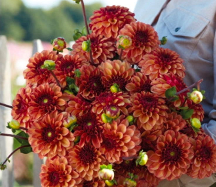 High Fidelity (1 Imported Tuber)