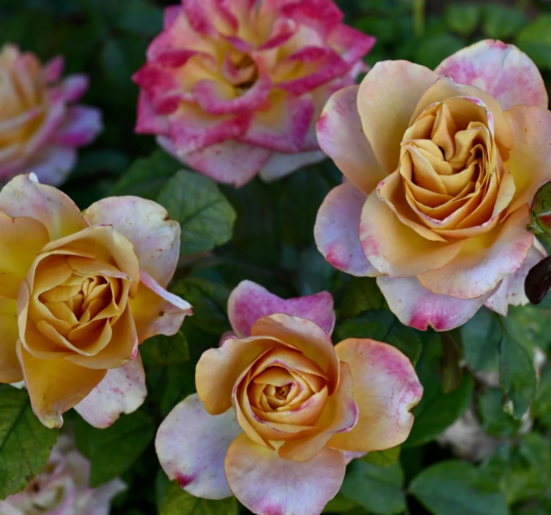 Symbol™ - Experienced (1 Bare Root Rose)