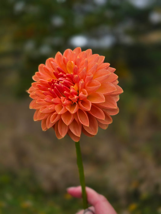 Tangerine with Gold Tips Mislabel (1 tuber)