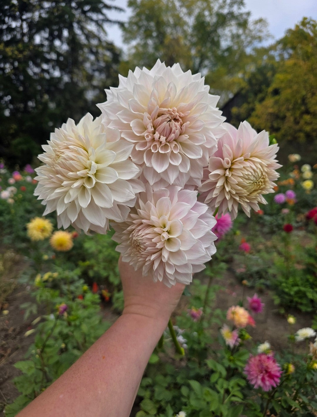 50 Dahlia stems - Please speak to Leah before ordering