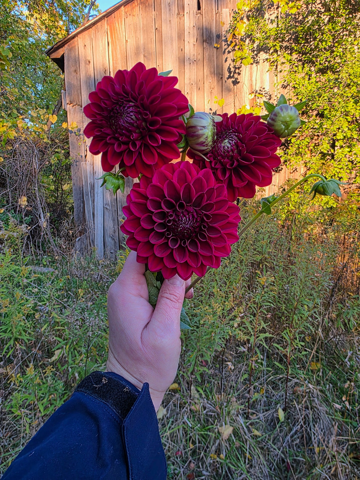 Skeena Katie (1 tuber)