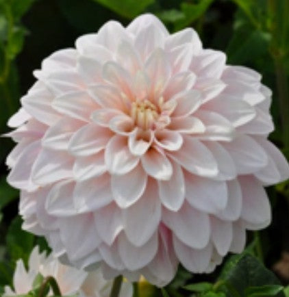 Glossy Carlitta Imported (1 Tuber)