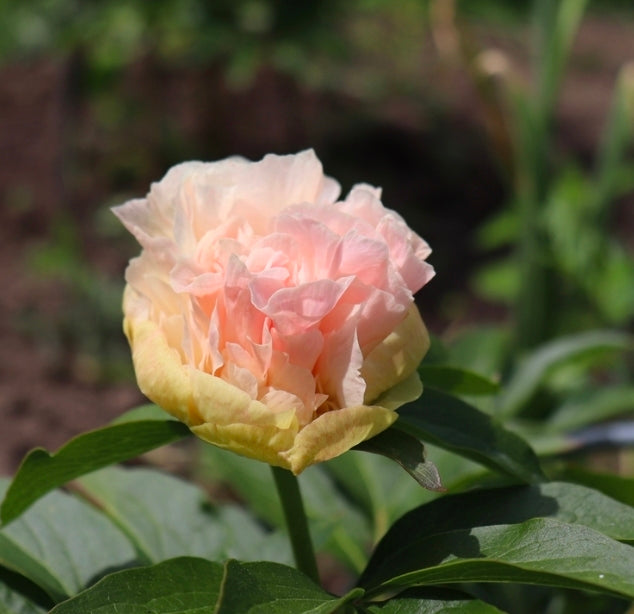 Peony Fall Shipped Shipped Lois's Choice