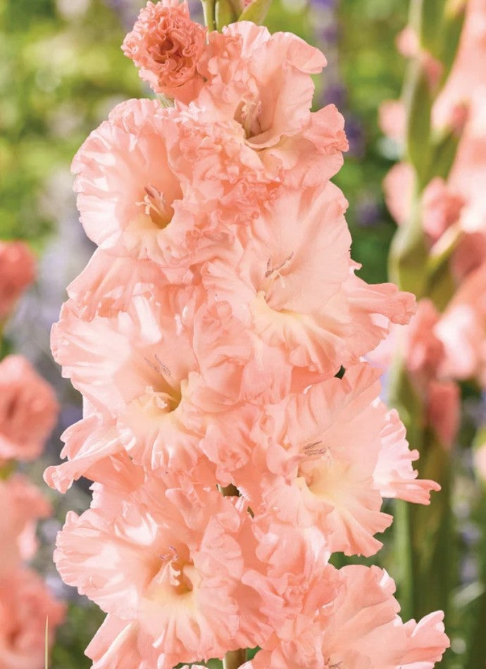 Blushed Look Gladiolus