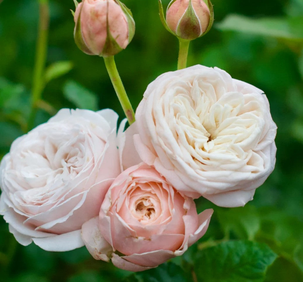 Paradise Beach™ - Experienced (1 Bare Root Rose)