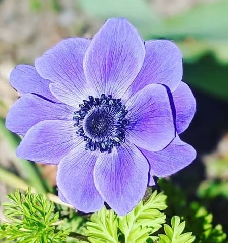 Anemone Mr Fokker (10 corms)