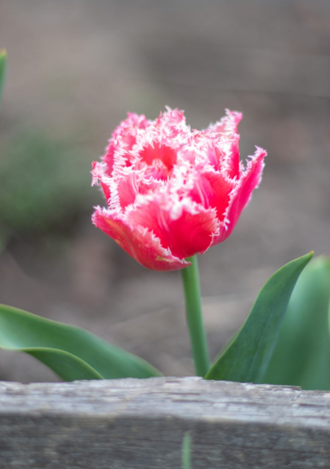 Tulips Fall Shipped Brest (10 bulbs)