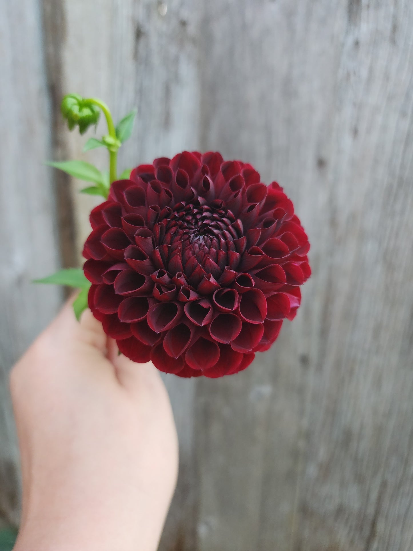 Aurora's Kiss (1 tuber) π¨π¦