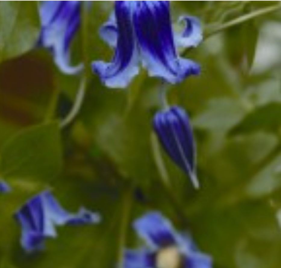 Canada Only Roguchi Clematis