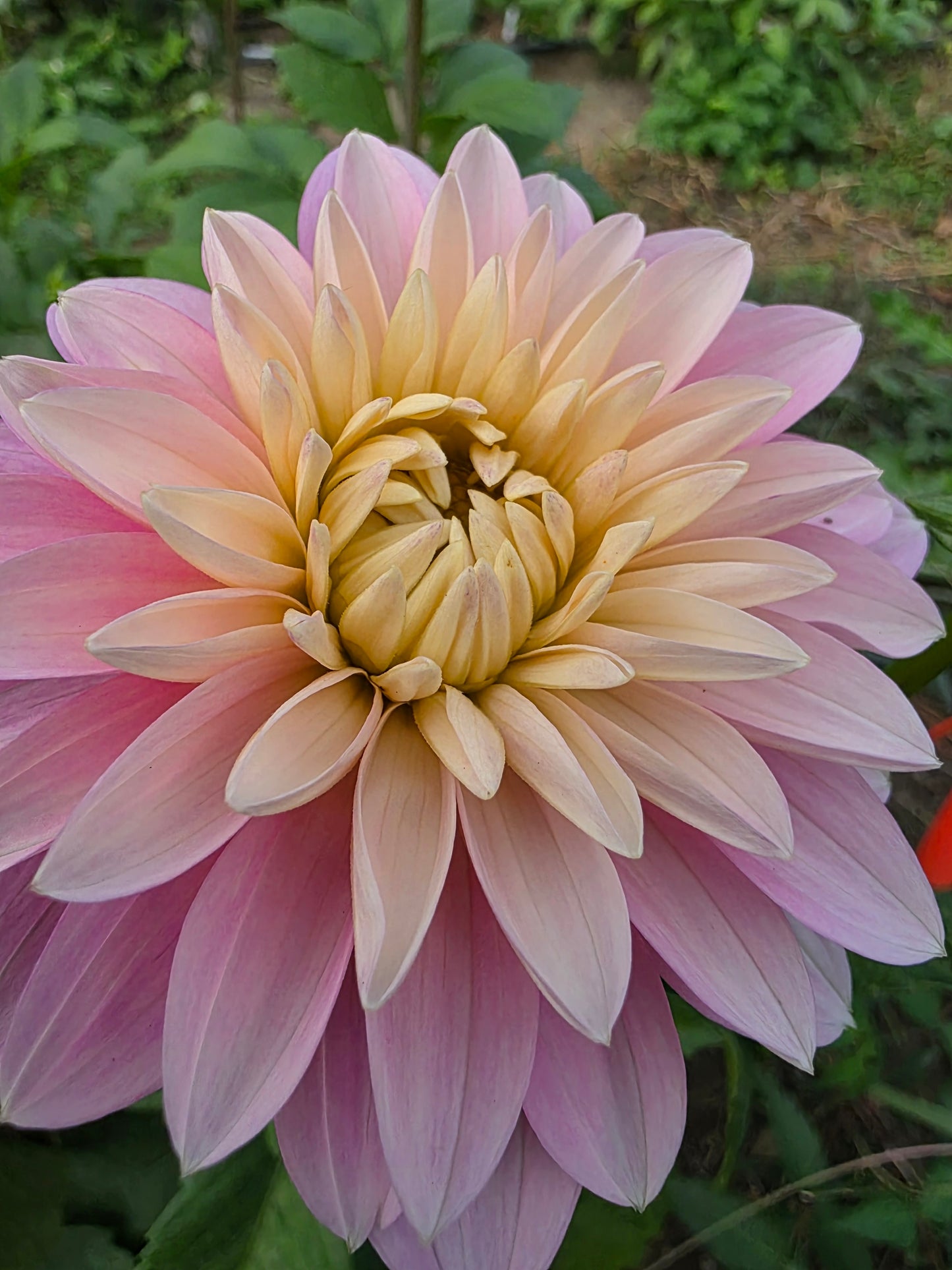 Canada Only Spring Shipped Hapet Rose Dream (1 cutting)