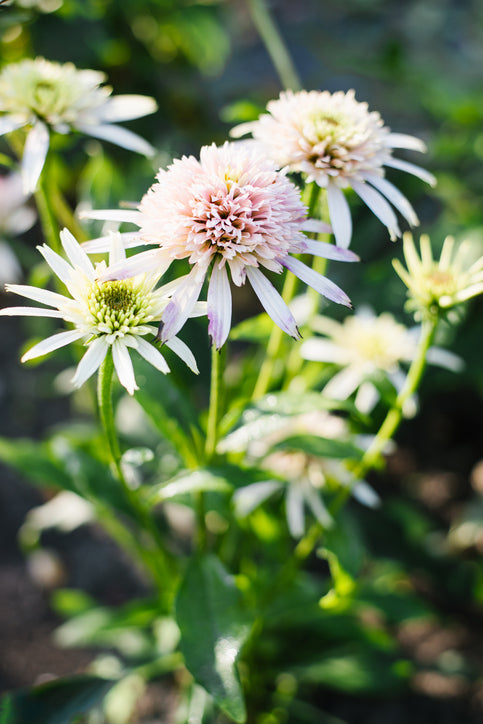Echinacea Cherry Fluff (1 root)