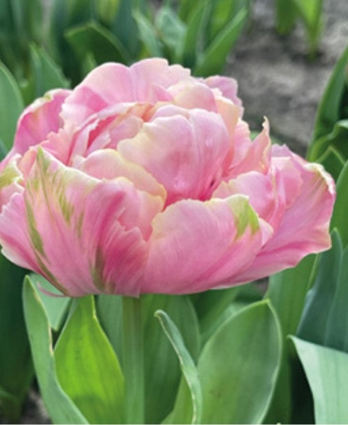 Tulips Fall Shipped Pink Star (10 bulbs)