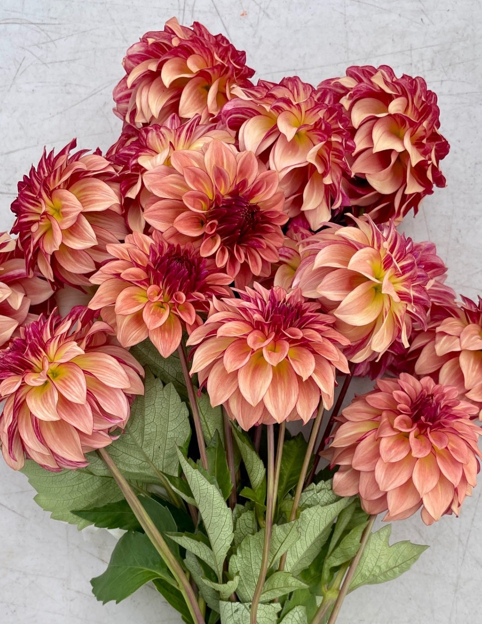 Toronto PICK UP ONLY KA'S Mocha Katie (1 cutting)