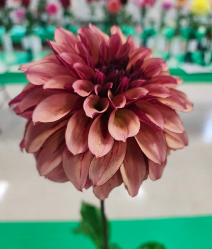 Westwind Adeline (1 tuber)