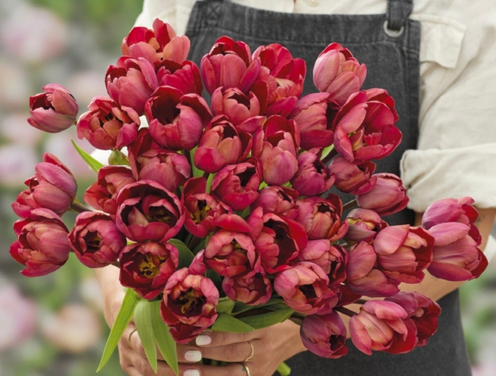 Tulips Fall Shipped Ridgedale (10 bulbs)
