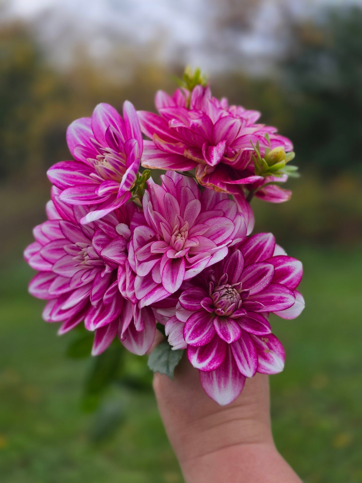 Hemisphere (1 tuber)