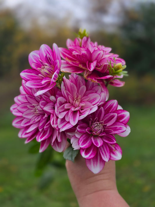 Hemisphere (1 tuber)