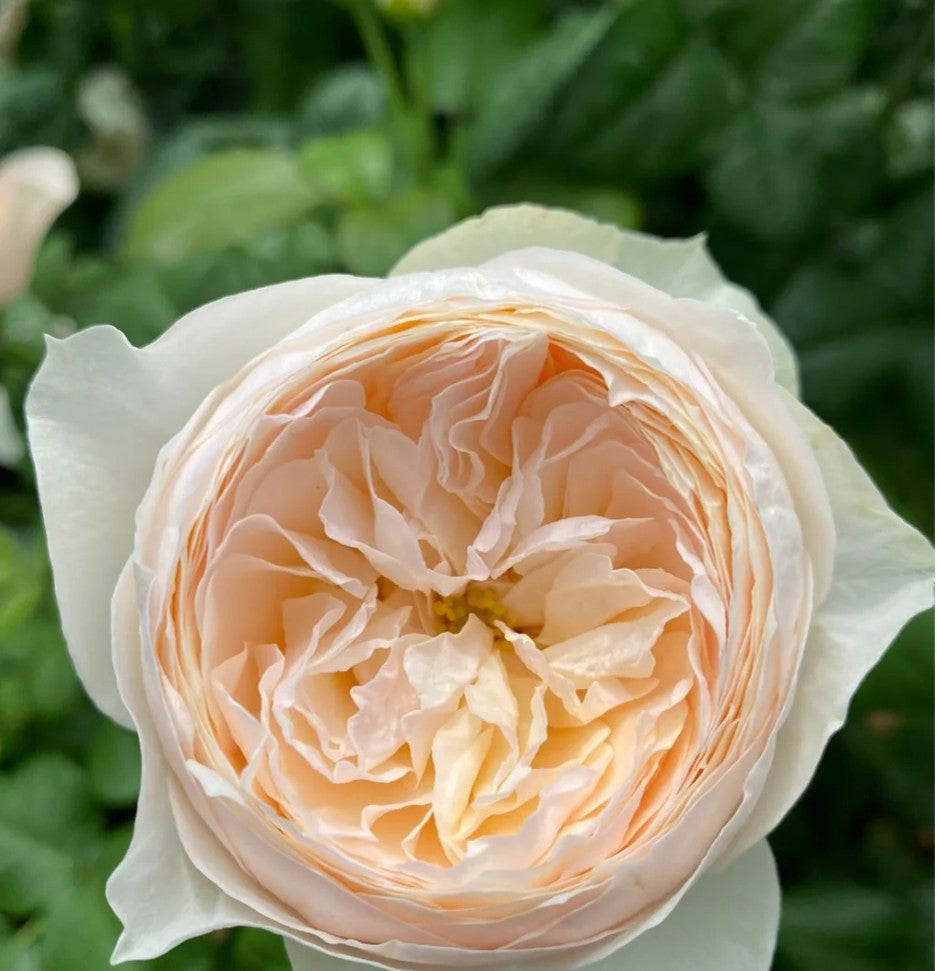 Emma Woodhouse™ - Some Experience (1 Bare Root Rose)