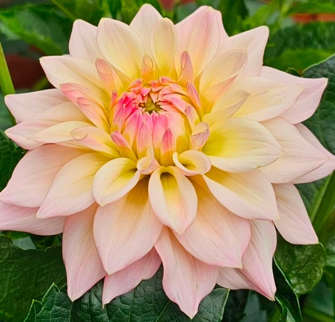 Canada Only Spring Shipped Emilia Vasaryova (1 cutting)