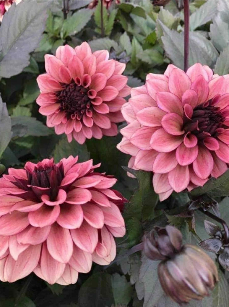 Night Silence Imported (5 Tubers)