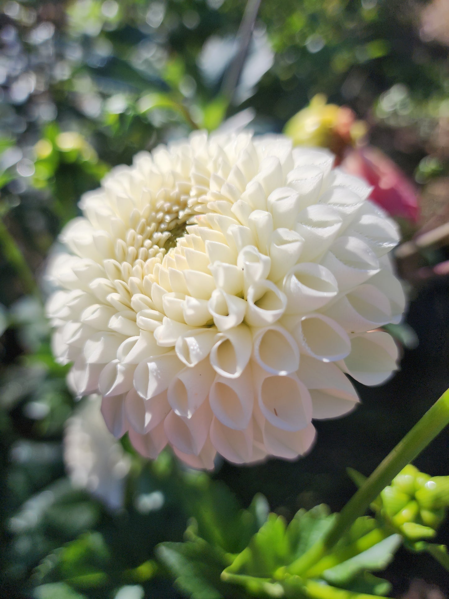 Oakridge Cream Puff π¨π¦ (1 tuber)