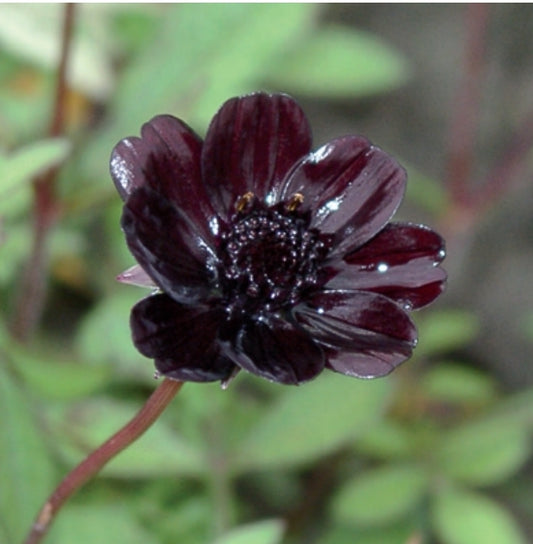 Cosmos Chocolate (1 root)