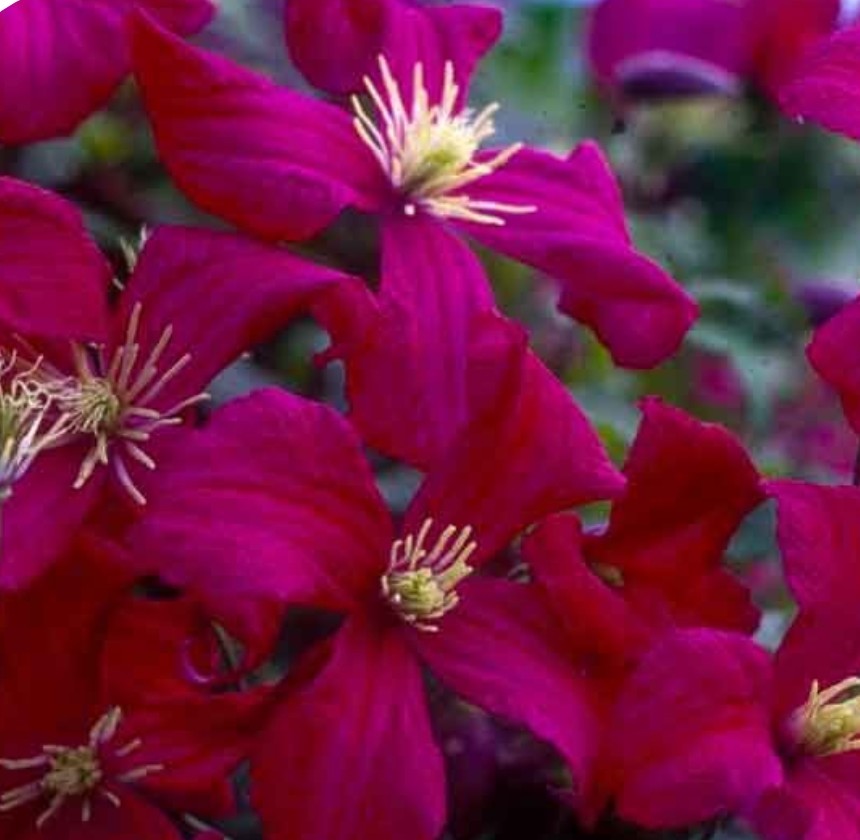 Mme Julia Correvon Clematis