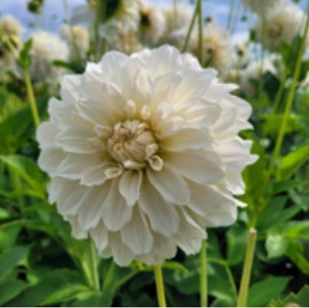 Glossy Florentine Imported (1 Tuber)