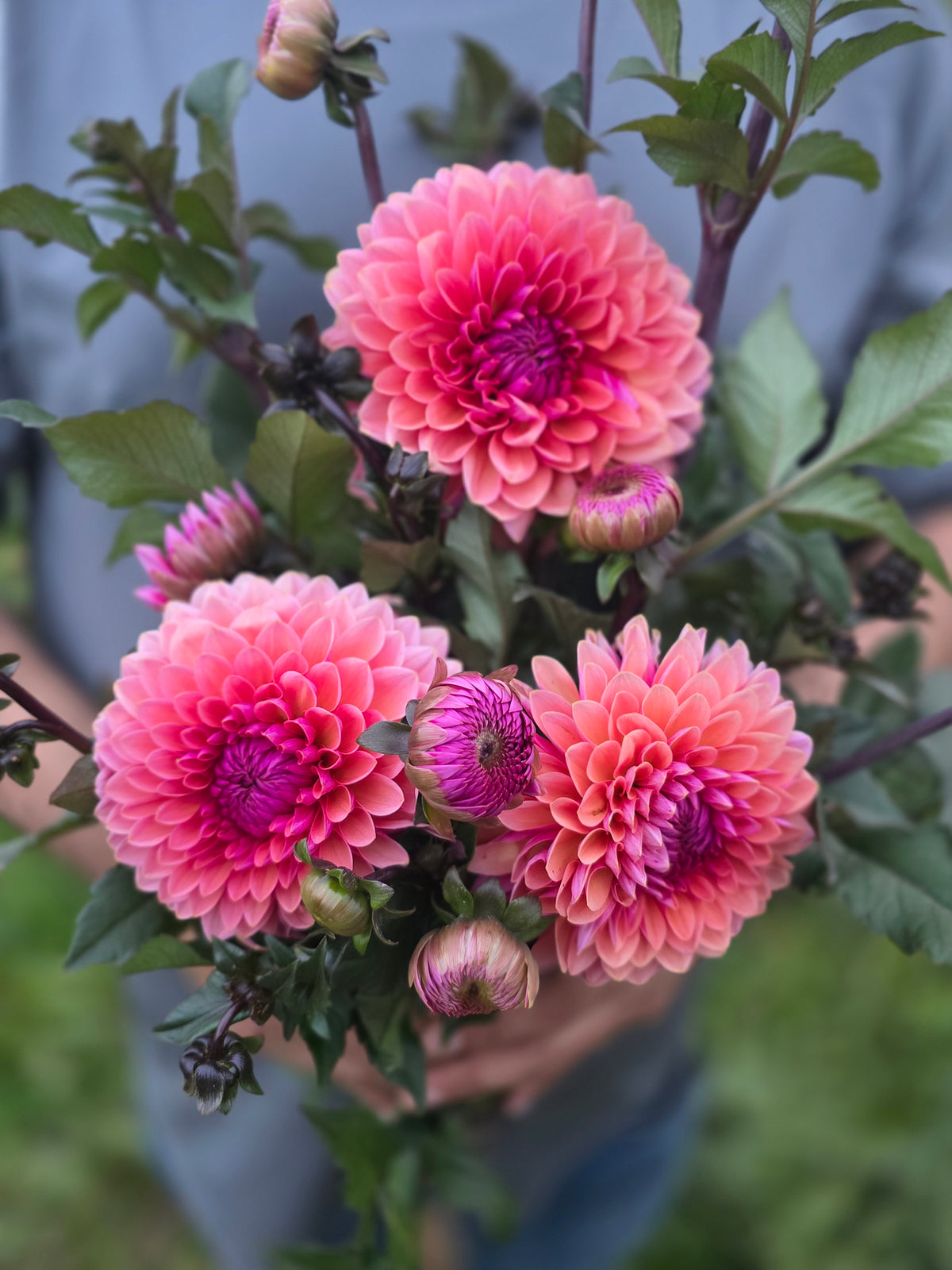 Sweet Sanne (1 tuber)