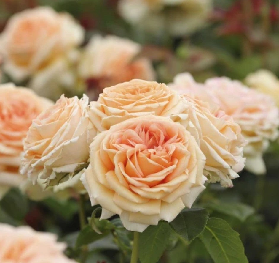 Lady Capri™ - Some Experience (1 Bare Root Rose)