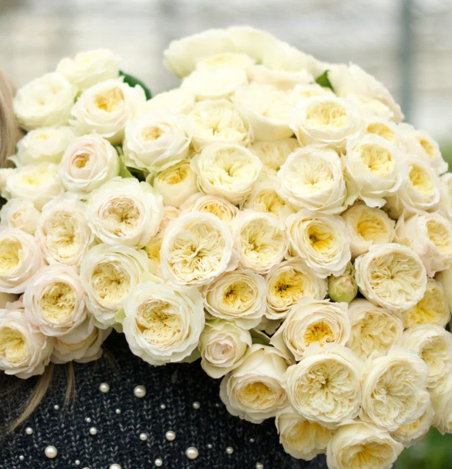 Royal Park™ - Experienced (1 Bare Root Rose)