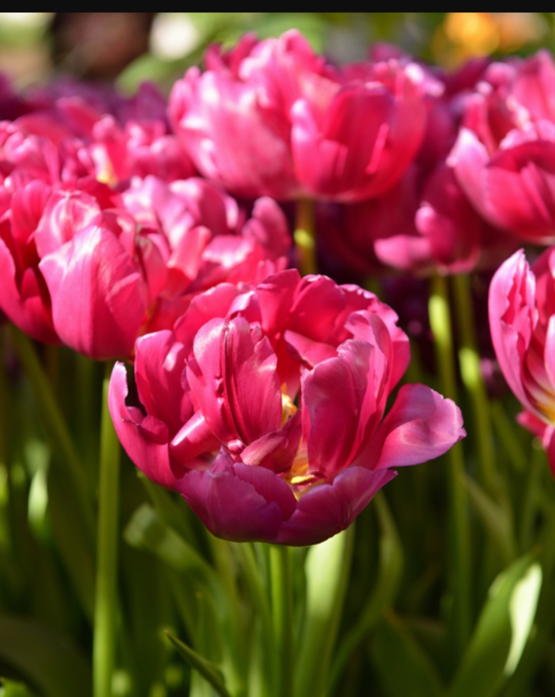 Tulips Fall Shipped Royal Acres (10 bulbs)