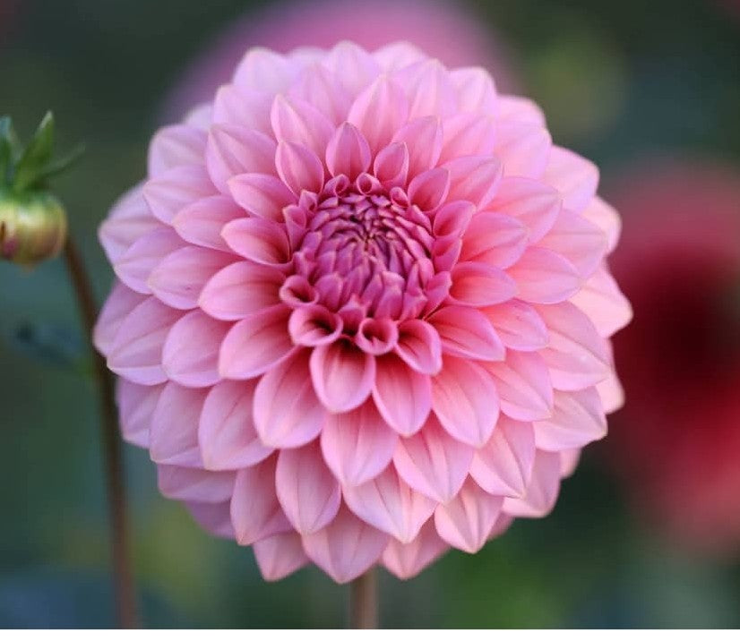 Canada Only Spring Shipped Levi's Bubblegum(1 cutting)