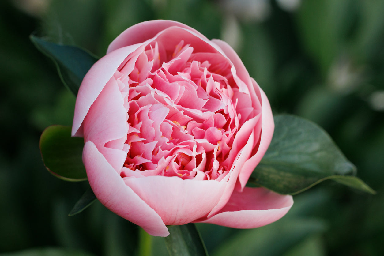 Peony Fall Shipped Shipped Etched Salmon