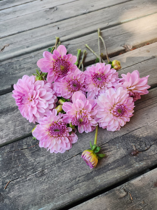 Canada Only Spring Shipped Bazuin Lavender (1 cutting)