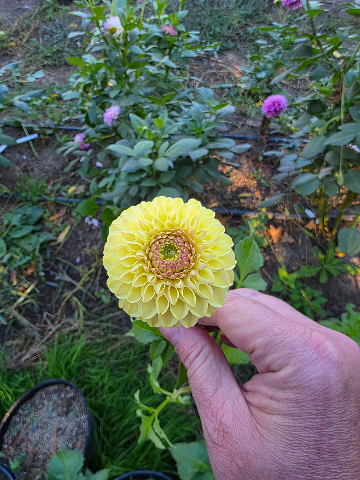 Van Isle Mary (1 tuber)