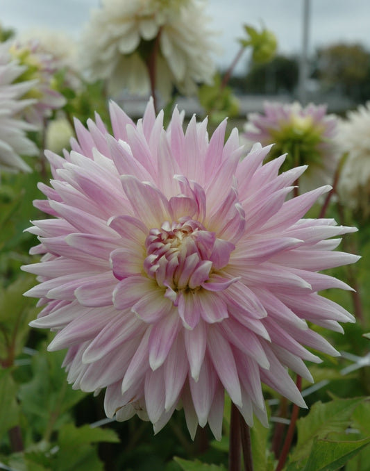 Kiev Imported (10 Tubers)