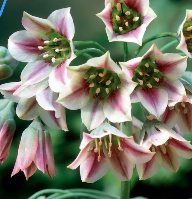 Allium Fall Shipped Bugaicum (10 bulbs)