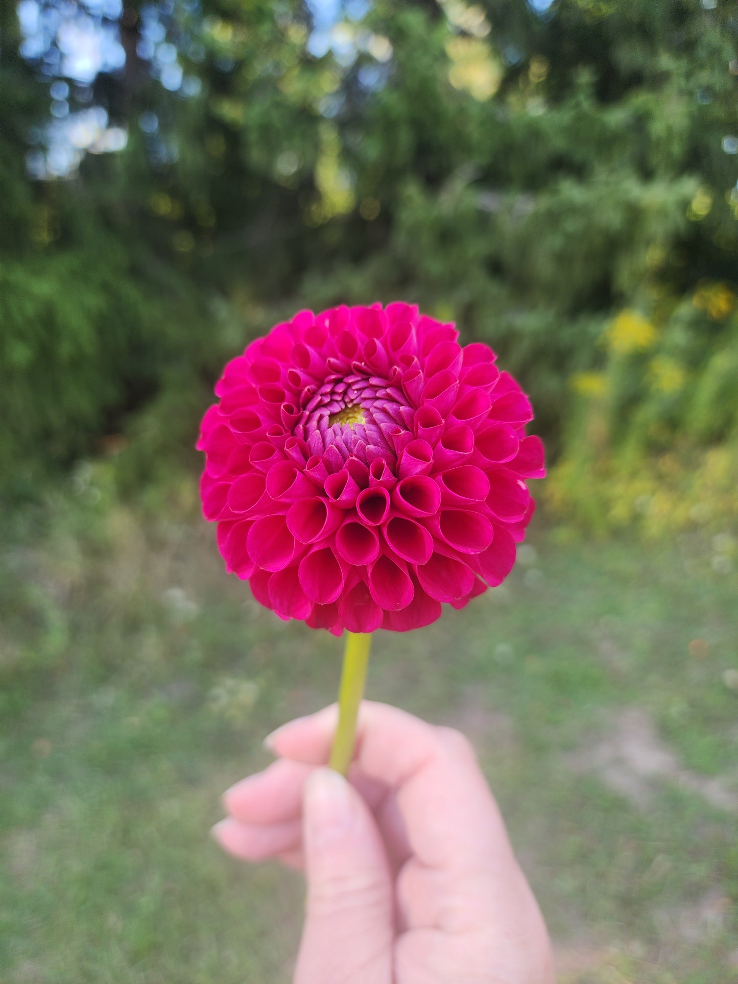 Cable Bay Very Berry (1 tuber)