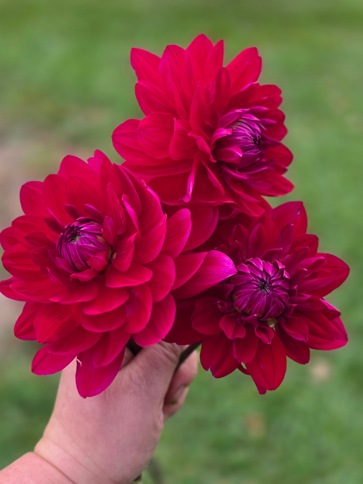 Linzer Klangwolke (1 tuber)
