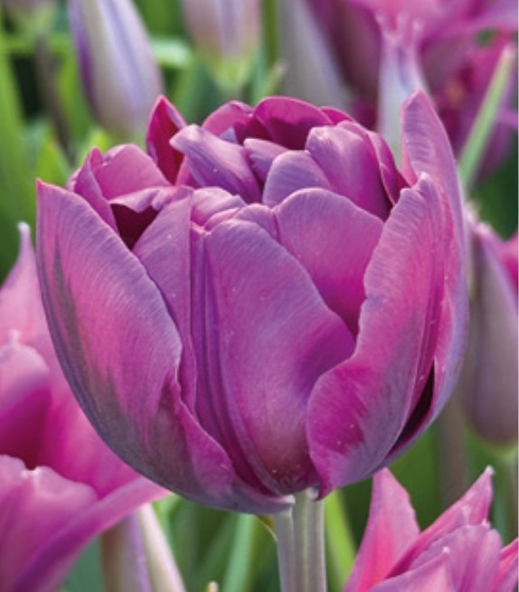 Tulips Fall Shipped Negrita Double (10 bulbs)