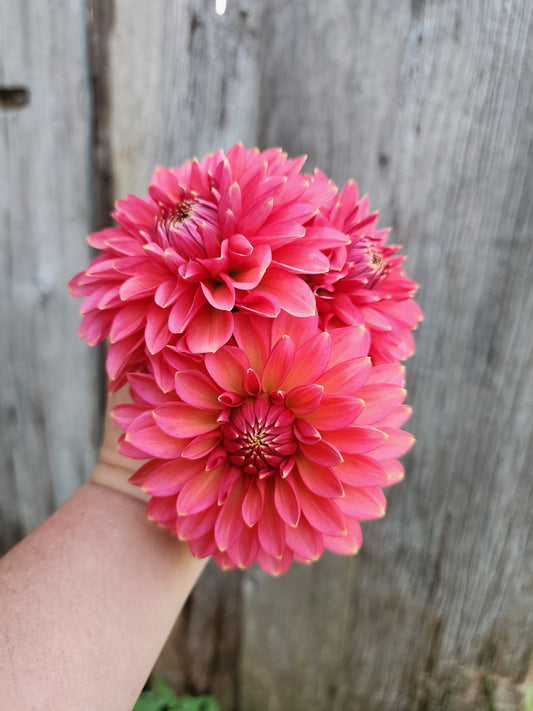 Rina Bredie (1 tuber)