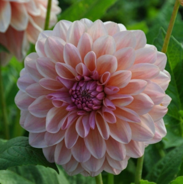 Sturm Sweet Maria Imported (1 Tuber)