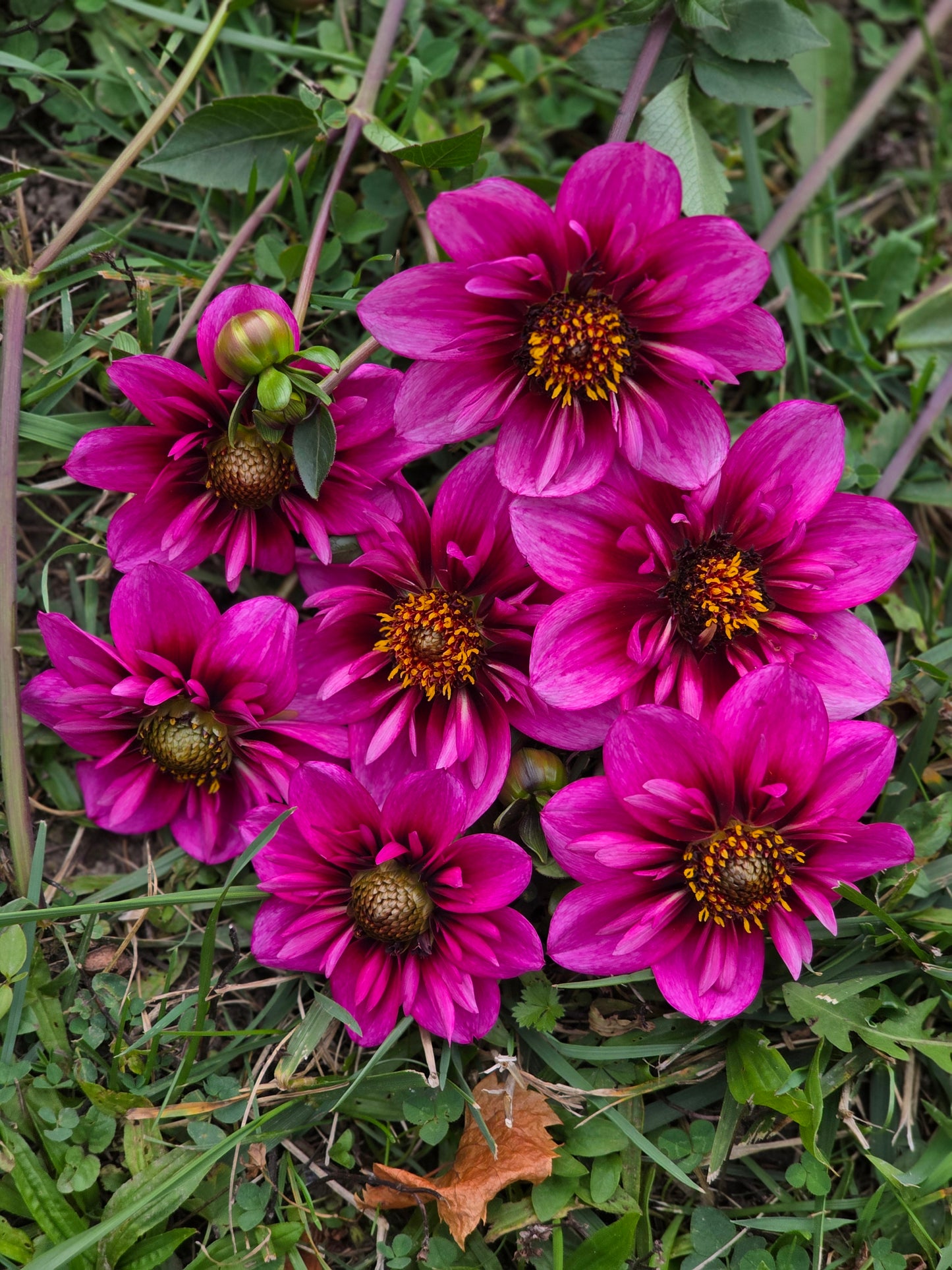 Collarette Skyfall Imported tuber