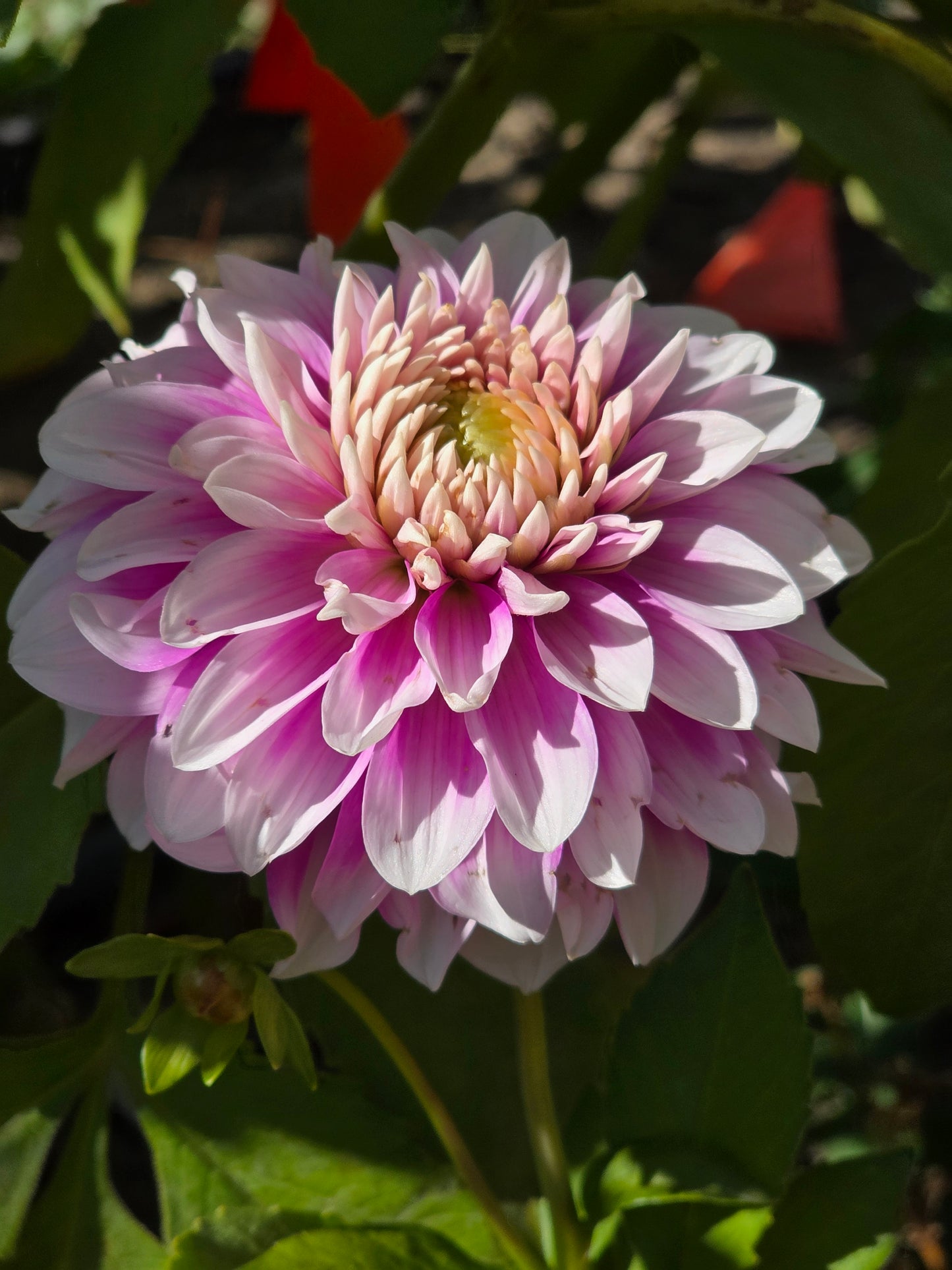 Letterkenny Lola (1 tuber)