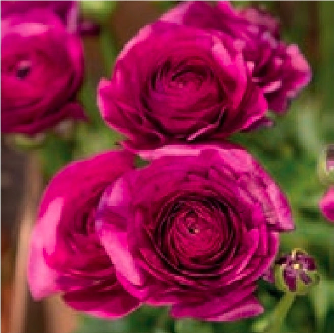 Aviv Purple Ranunculus
