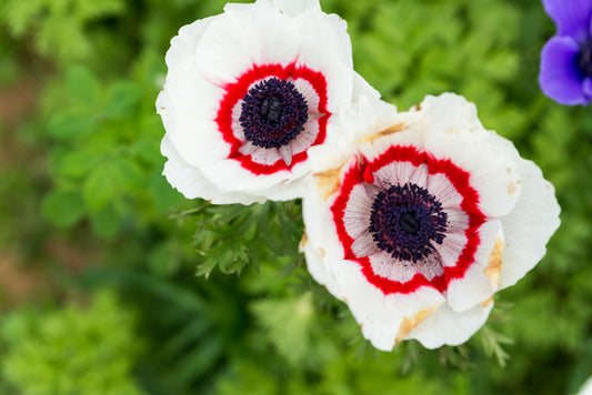 Anemone Duet (10 corms)