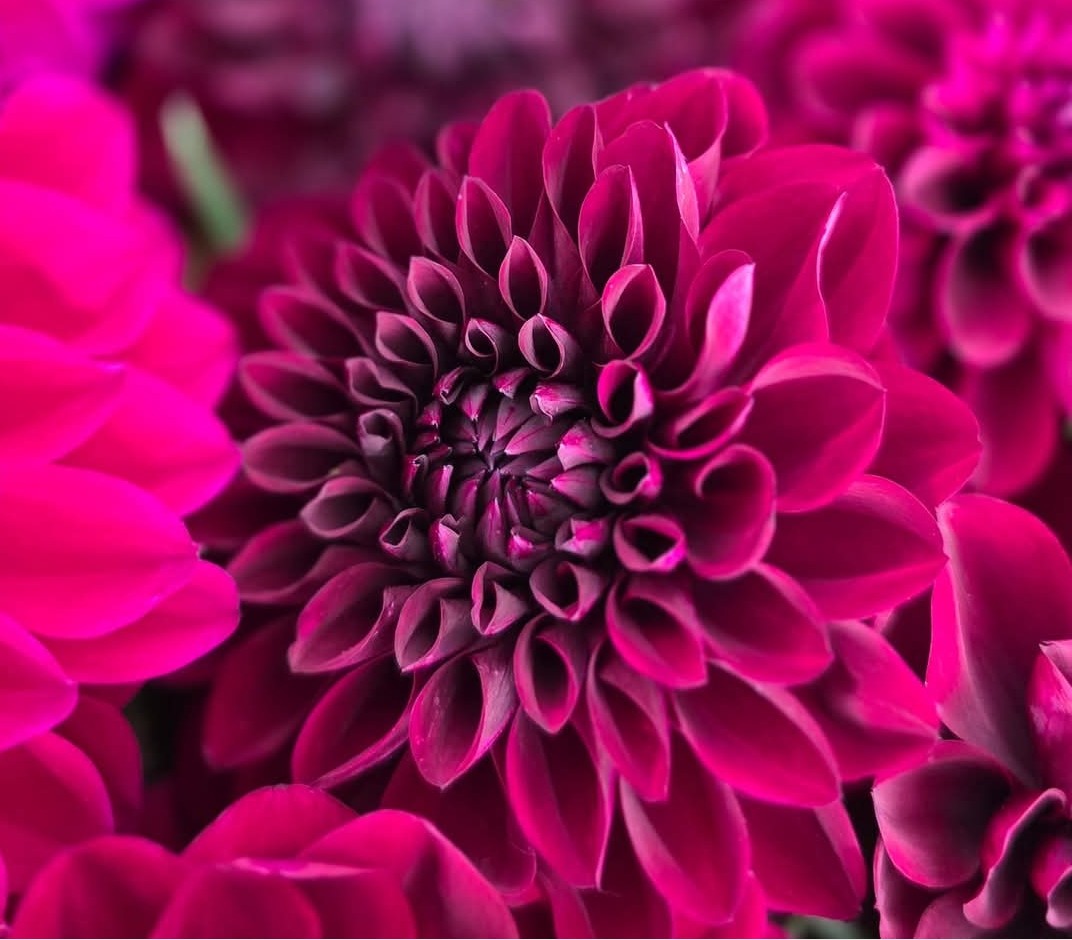 Jose Maria (1 Tuber)