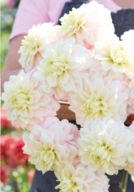 White Cream Imported (1 Tuber)