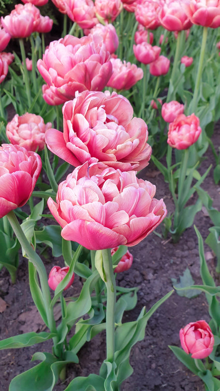 Tulips Fall Shipped Beachberry (5 bulbs)